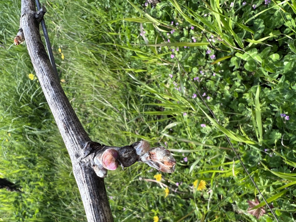 One bud didn't survive the frost from Potter's Vineyard