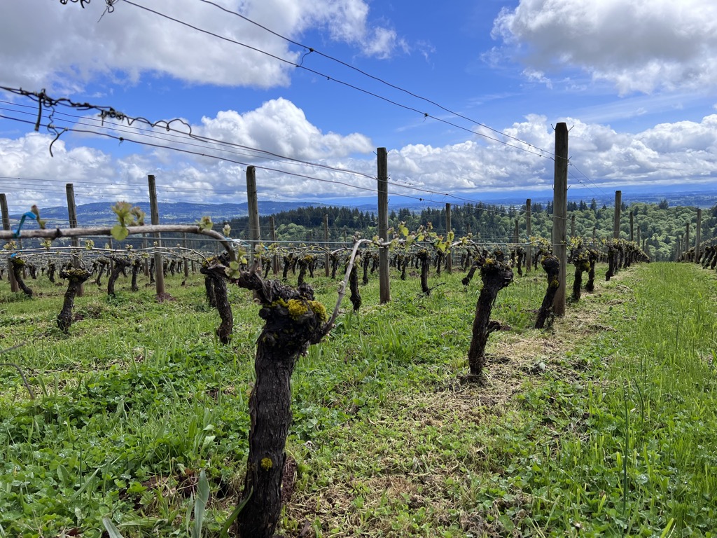 Old vines at Granville Wine Company