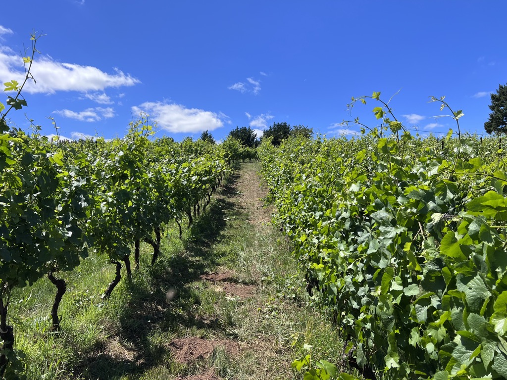 de la boue fruit from Gregory ranch