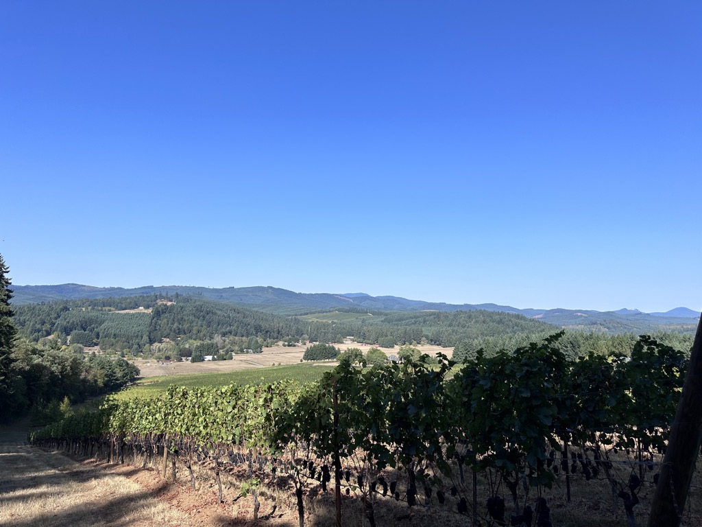 A view from the Emma Block at Walnut Ridge Vineyard