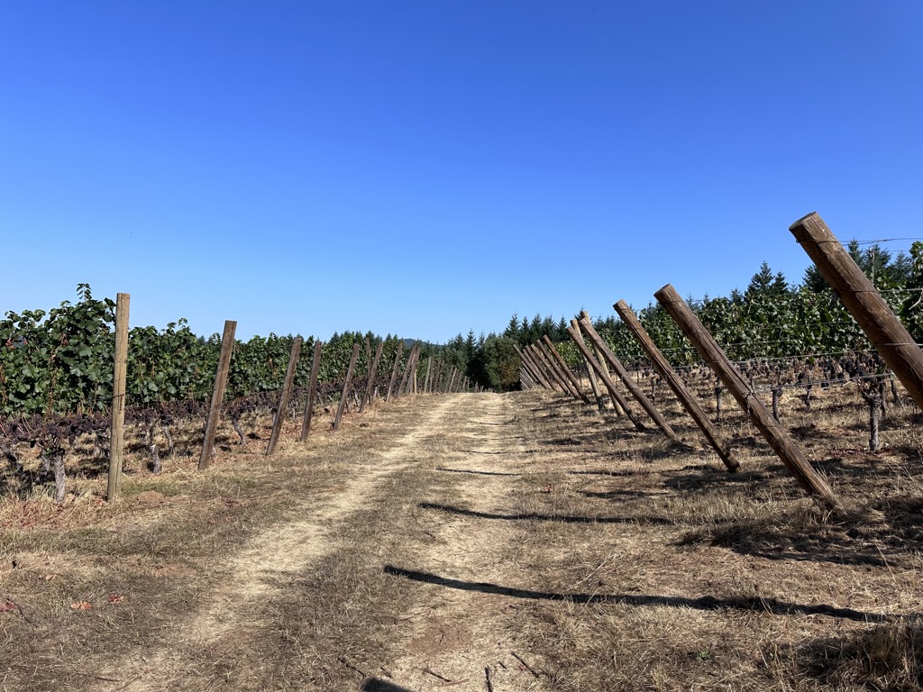 Another view of the vineyard from Walnut Ridge Vineyard