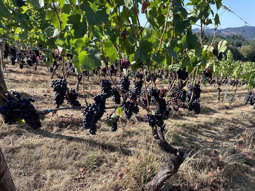 Grapes hanging off the vine at Walnut Ridge Vineyard