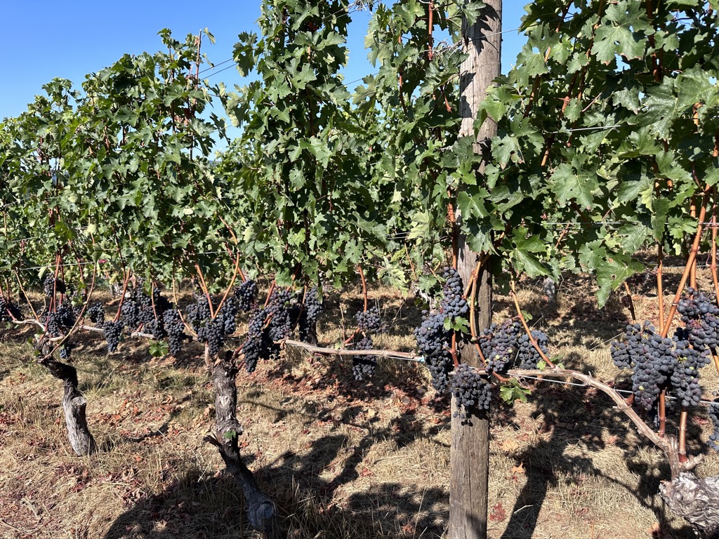 Some more grapes at Walnut Ridge Vineyard